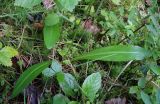 Platanthera bifolia