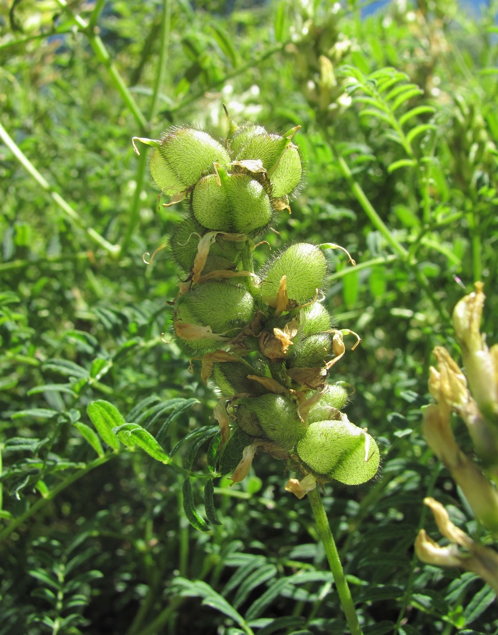 Изображение особи Astragalus cicer.