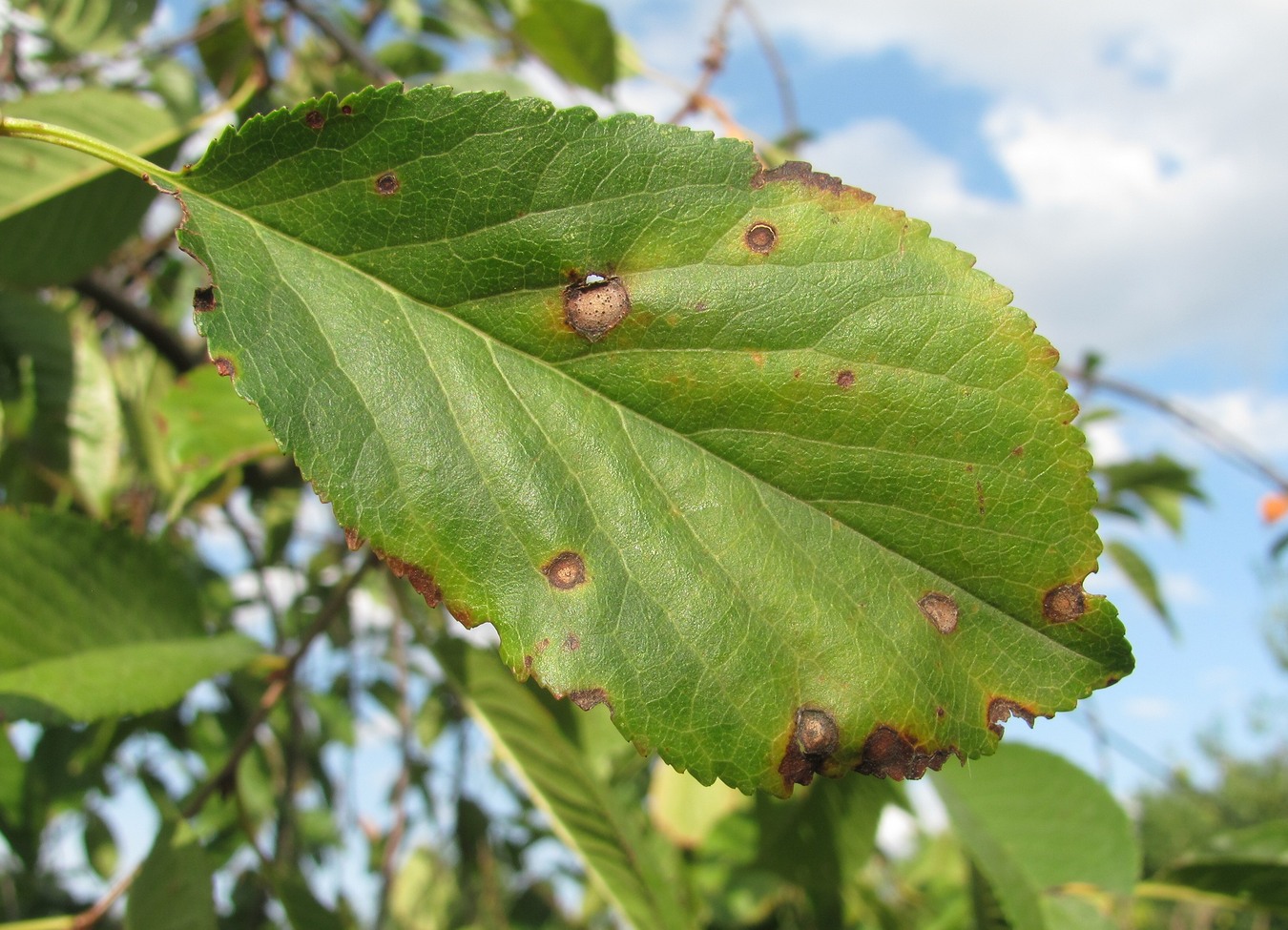 Изображение особи Cerasus vulgaris.