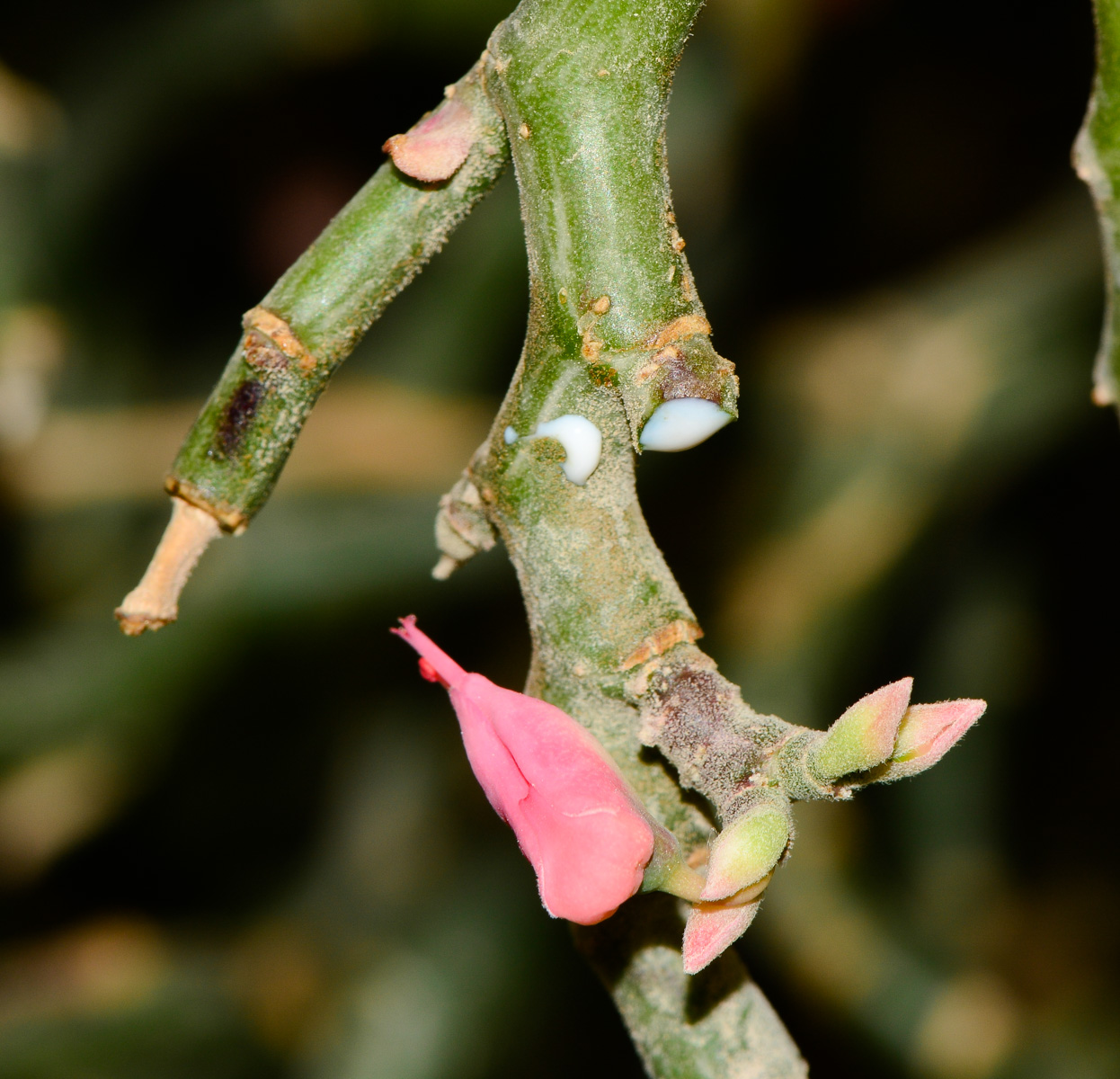 Изображение особи Euphorbia tithymaloides.