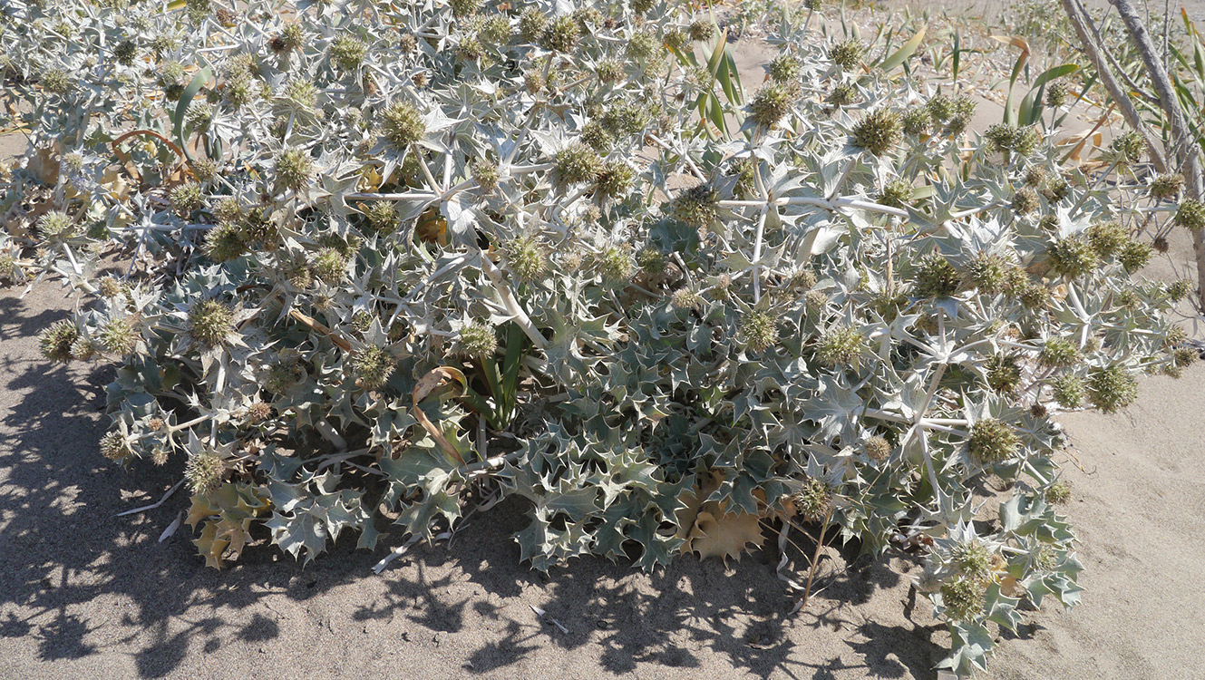 Изображение особи Eryngium maritimum.