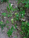 Astragalus glycyphyllos