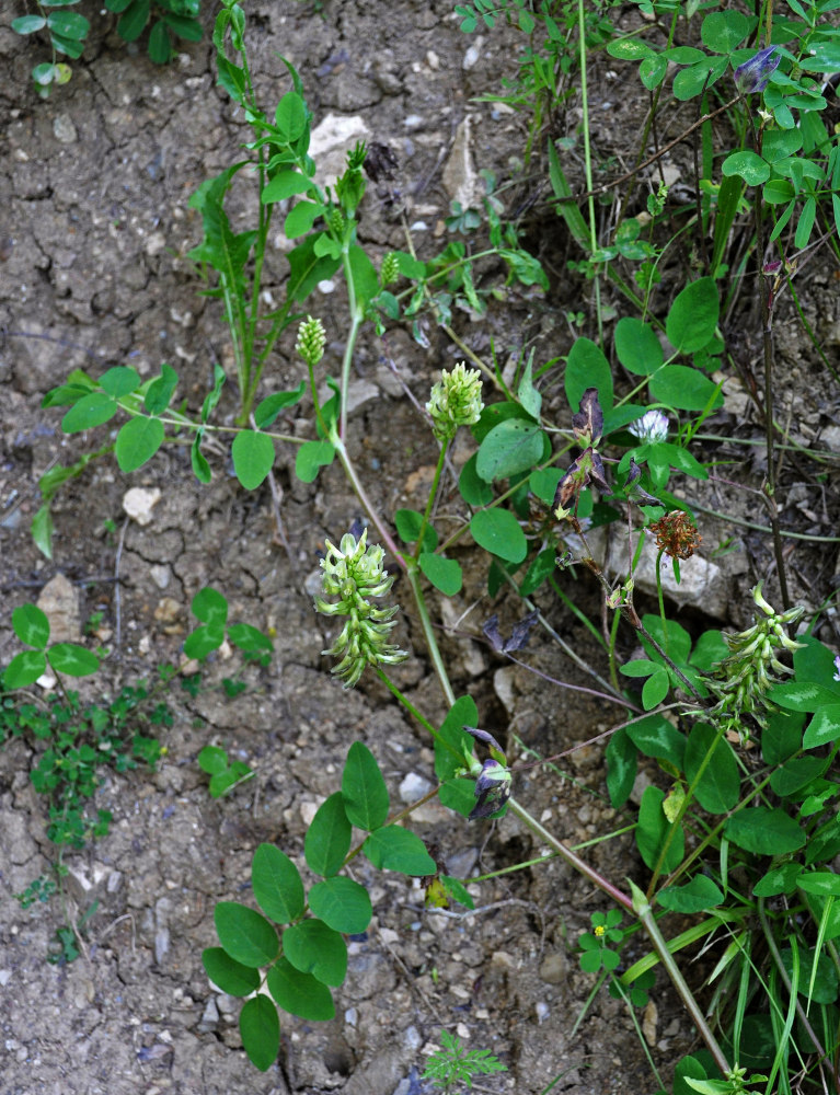 Изображение особи Astragalus glycyphyllos.