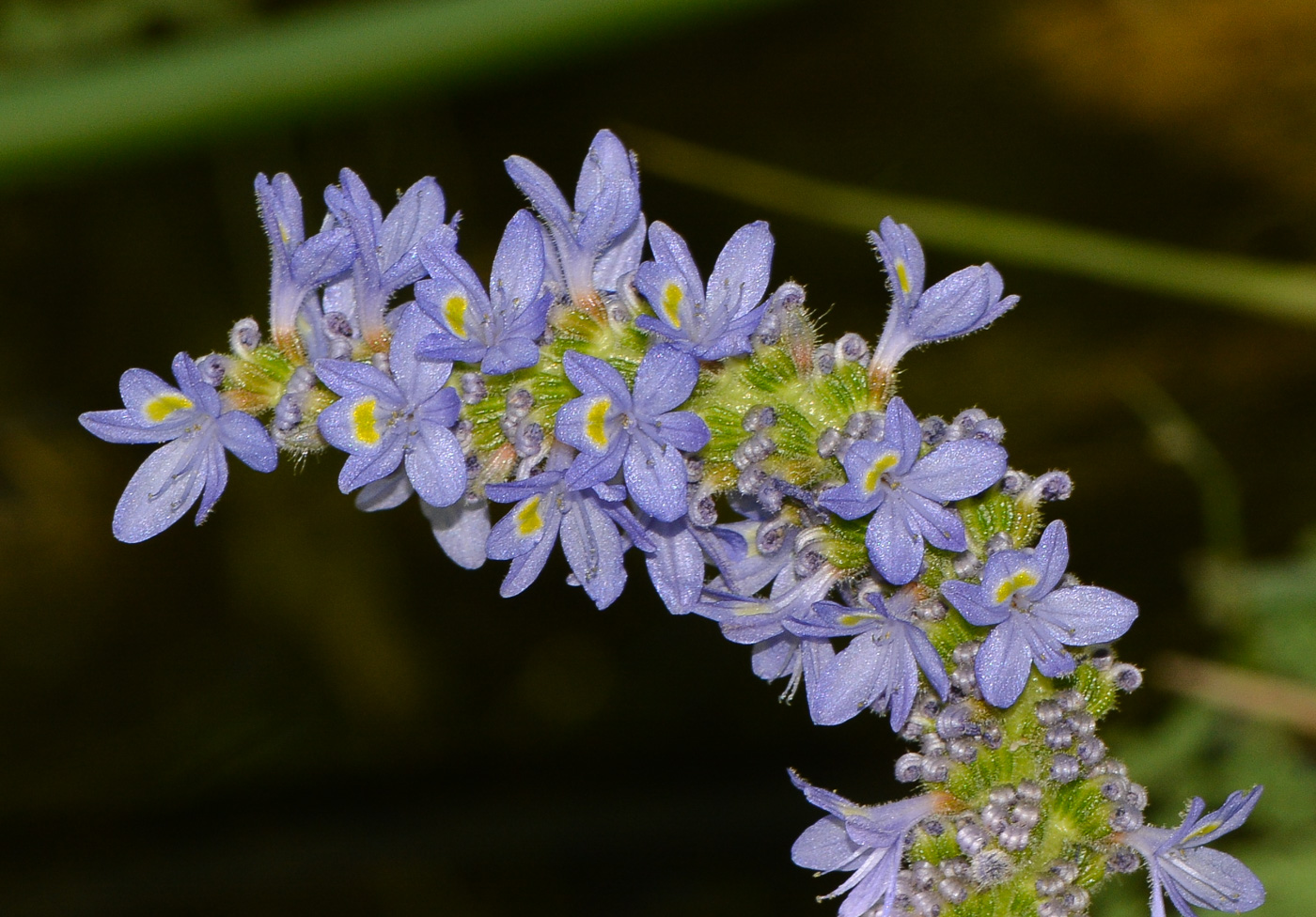 Изображение особи Pontederia cordata.