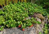 Arctostaphylos uva-ursi