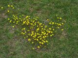 Draba sibirica