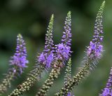 Veronica longifolia