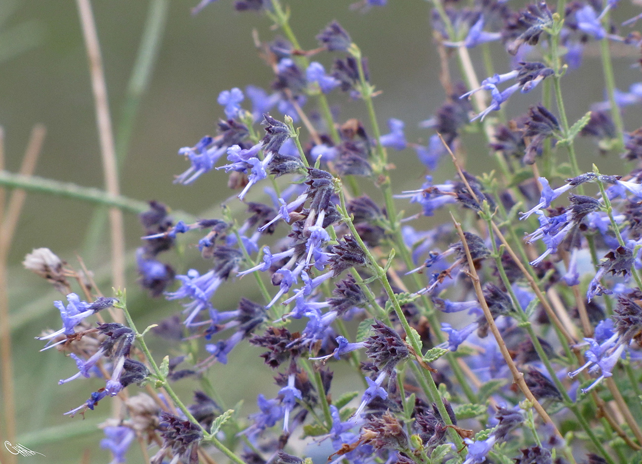 Изображение особи Lophanthus subnivalis.