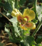 Glaucium corniculatum