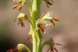 Eremurus turkestanicus