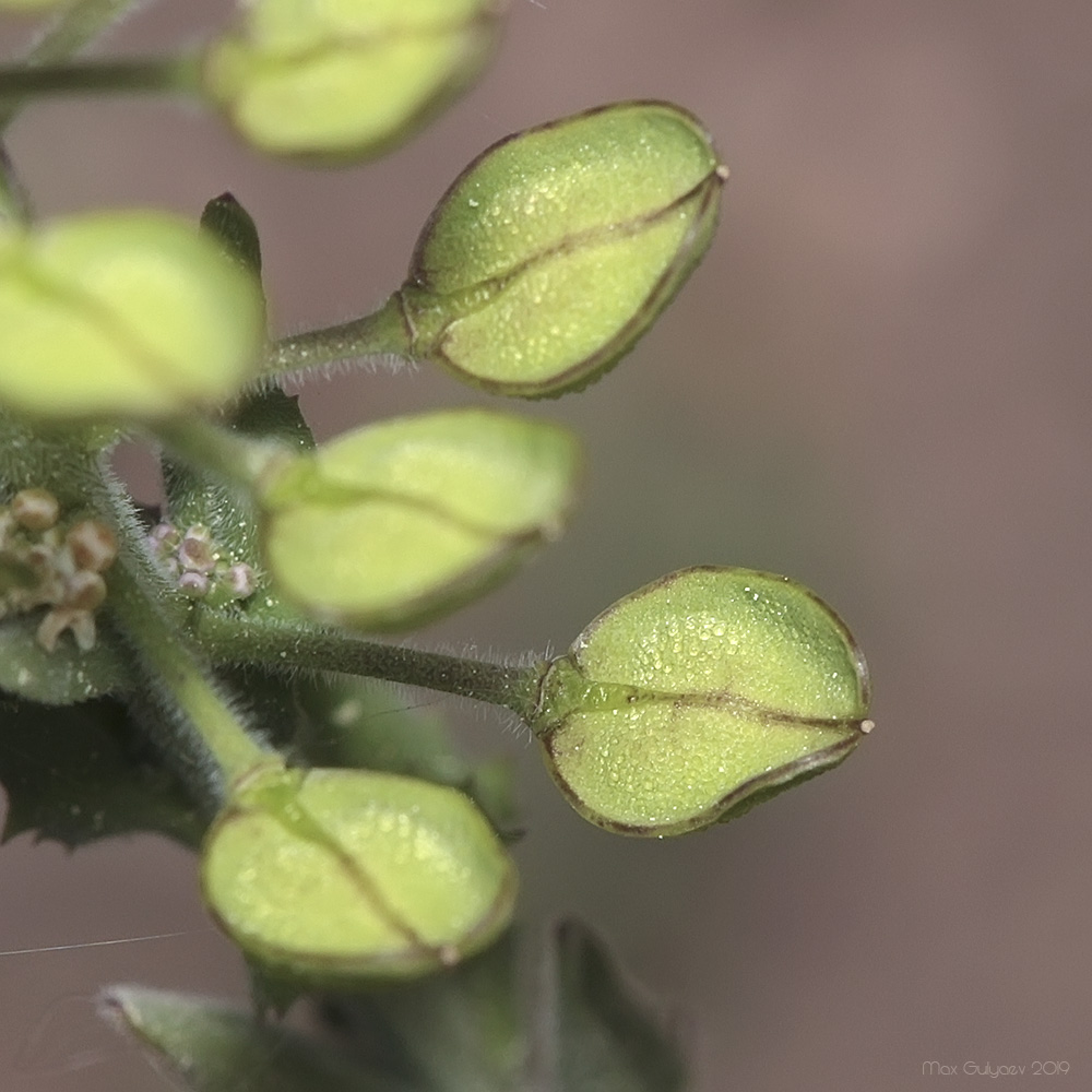 Изображение особи Lepidium campestre.