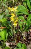 Pedicularis oederi