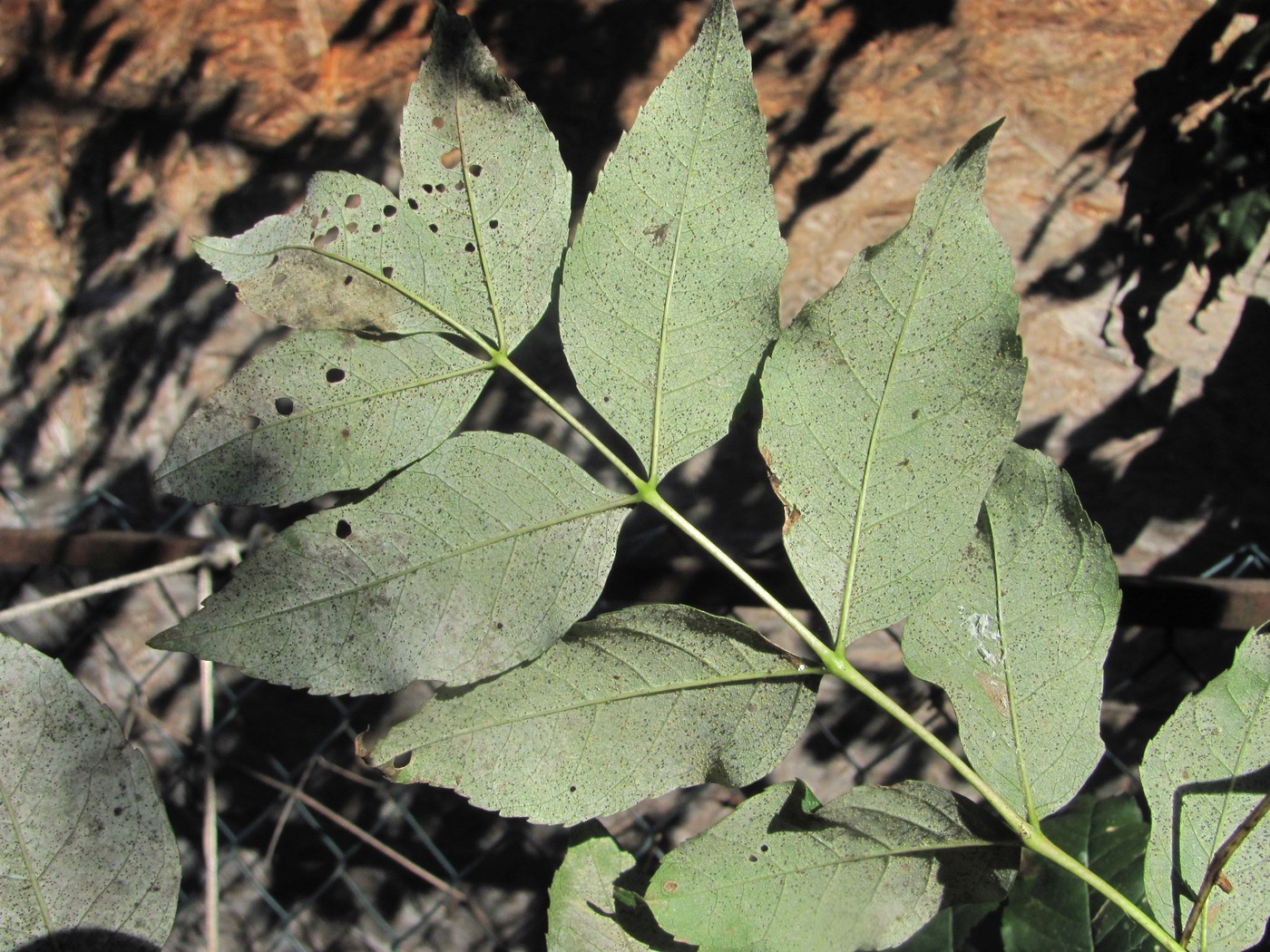 Изображение особи Fraxinus excelsior.