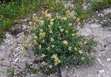 Astragalus albicaulis