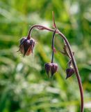 Geum rivale