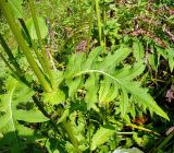 Cirsium oleraceum. Часть побега с листьями. Чувашия, окрестности г. Шумерля, южный склон холма возле пос. Лесное. 8 сентября 2008 г.