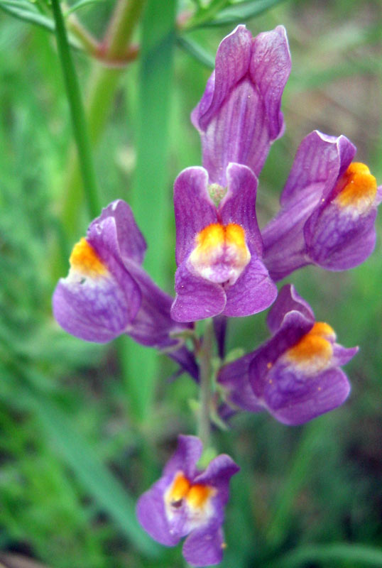 Изображение особи Linaria transiliensis.