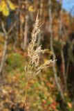 Calamagrostis purpurea. Соплодие. Мурманск, Горелая сопка, распадок между сопок, рябиново-берёзовый лес у ручья. 24.09.2020.