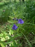 Scutellaria galericulata