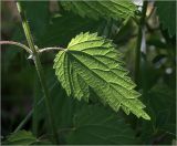 Urtica dioica