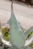 Aloe karasbergensis. Лист. Израиль, Иудейские горы, г. Иерусалим, ботанический сад университета. 15.02.2022.