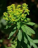 Euphorbia pilosa