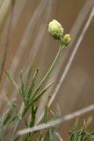 Lepidolopha komarowii. Побег с нераспустившимися соцветиями. Южный Казахстан, хр. Боролдайтау, г. Нурбай. 01.06.2010.