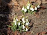 Galanthus plicatus