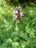 Betonica officinalis