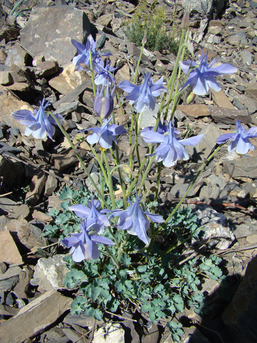 Изображение особи Aquilegia lactiflora.