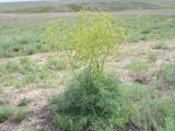 Ferula dissecta