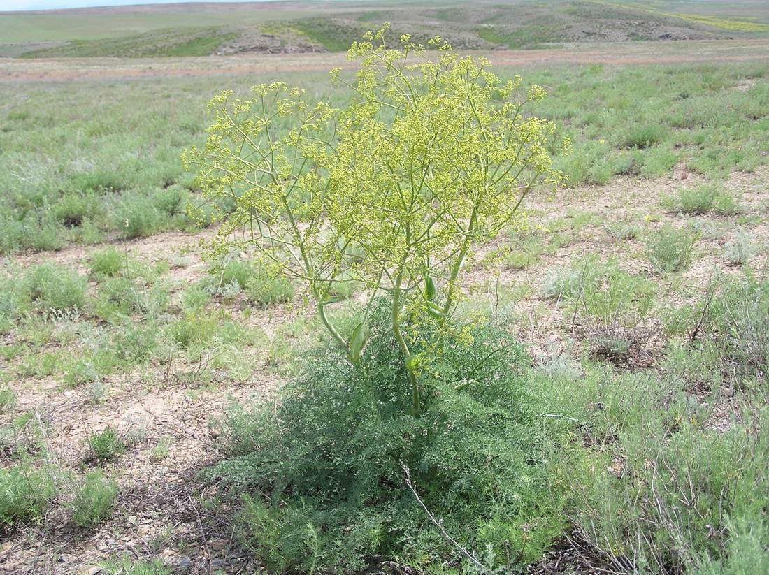 Изображение особи Ferula dissecta.