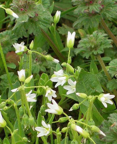 Изображение особи Holosteum umbellatum.