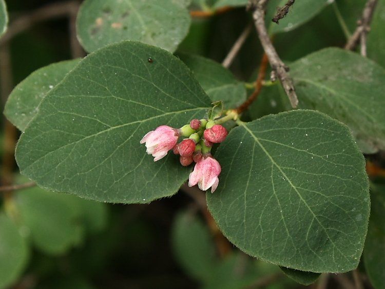 Изображение особи Symphoricarpos albus var. laevigatus.