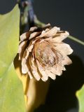 Liriodendron tulipifera