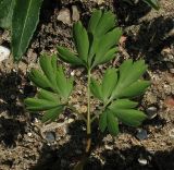 Corydalis malkensis