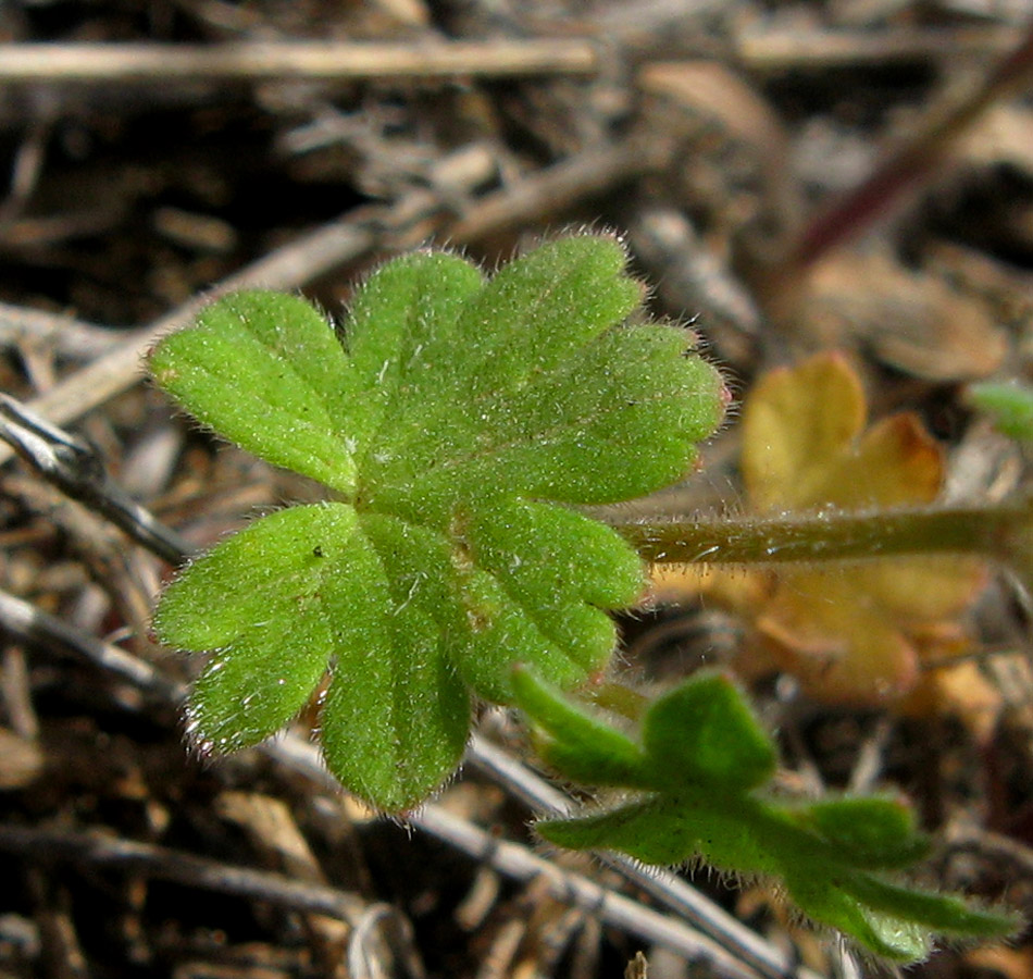 Изображение особи Geranium molle.