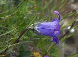 Campanula ciliata. Цветок. Кабардино-Балкария, Зольский р-н, верховья р. Малка. 26.07.2013.