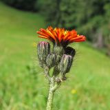 Pilosella aurantiaca