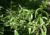 Parietaria officinalis. Цветущее растение. Черноморское побережье Кавказа, щель Прасковеевская, горная тропа по дну ущелья вблизи ручья, среди смешанного леса. 23.08.2013.