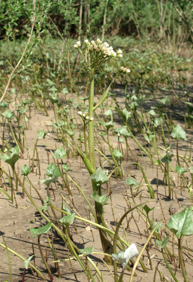 Изображение особи Petasites spurius.