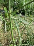 Althaea cannabina