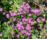 Dianthus deltoides