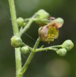 Scrophularia scopolii