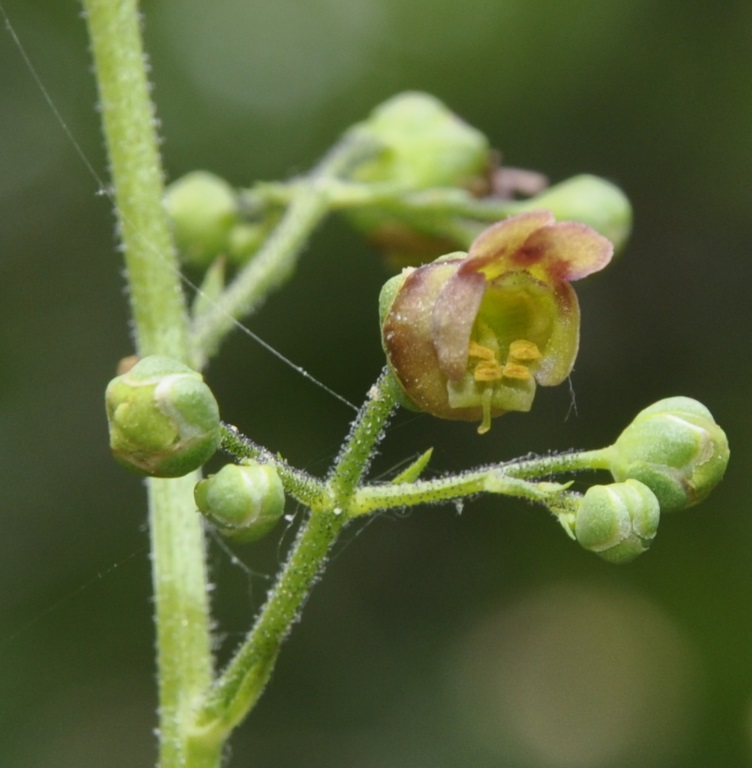 Изображение особи Scrophularia scopolii.