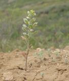 Alyssum hirsutum. Отцветающее и плодоносящее растение. Краснодарский край, Темрюкский р-н, мыс Железный Рог, обрывистый глинистый приморский склон. 01.05.2015.