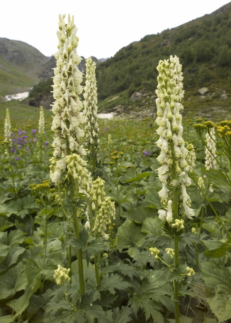 Изображение особи Aconitum orientale.