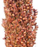 Sorghum bicolor. Часть соплодия. Ростовская обл., Неклиновский р-н, Большенеклиновское с/п, в поле. 17.08.2015.