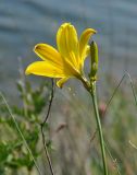 Hemerocallis minor