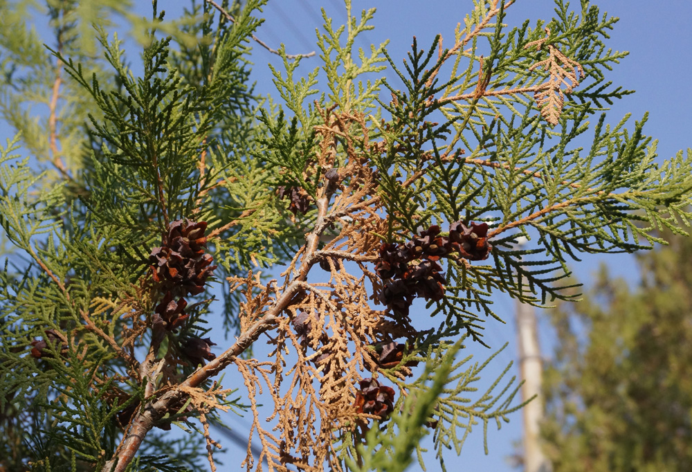 Изображение особи Platycladus orientalis.